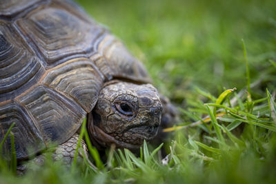 Close-up of turtle on field