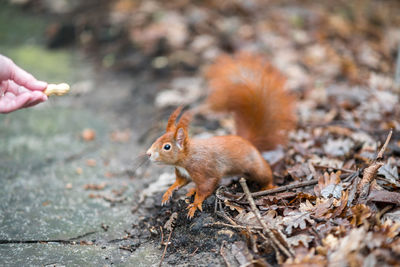 Hand holding squirrel on land