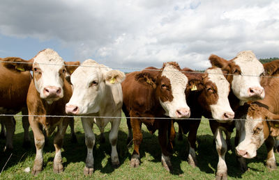 High angle view of cows on field