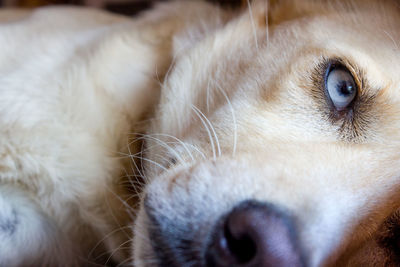 Close-up portrait of dog