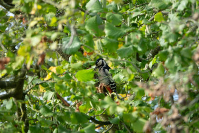 Bird perching on a tree