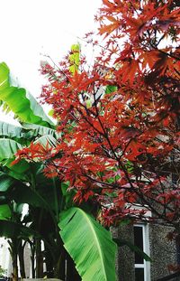 Low angle view of leaves on tree