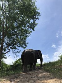 Elephant standing in a field