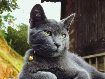 Close-up portrait of black cat