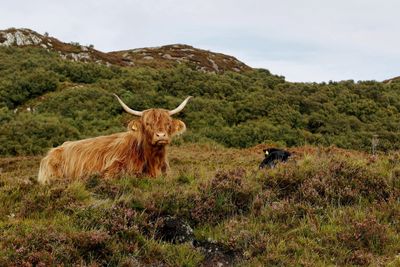 Highland cattle on a field