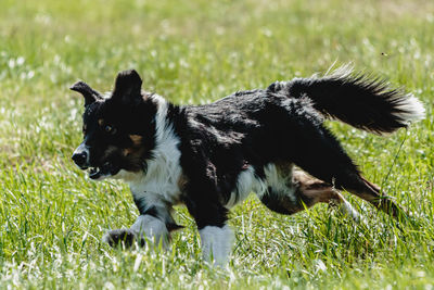 Dog running in green field and chasing lure at full speed on coursing competition straight on camera