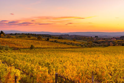 Scenic view of field against sky during sunset