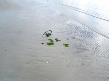 Trees in water