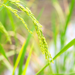 Close-up of crop growing on field