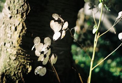 Close-up of butterfly on plant