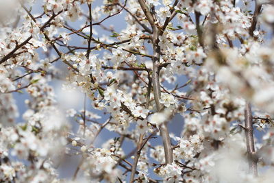 Close-up of cherry blossom