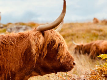 Highland cow