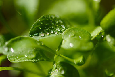 Fresh aromatic arugula herb, macro photo with dew water drops. home or kitchen gardening.