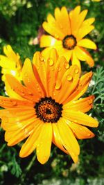 Close-up of wet yellow flower