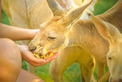 Close-up of woman feeding kangaroo