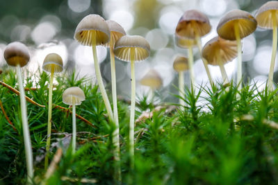 Close-up of mushrooms growing outdoors