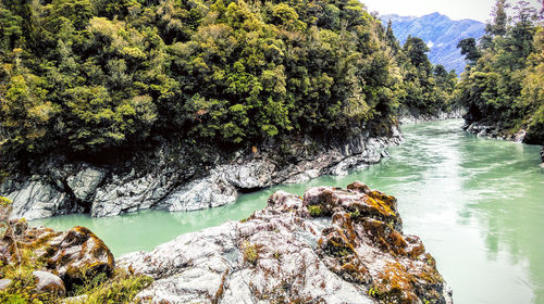 Scenic view of river amidst trees