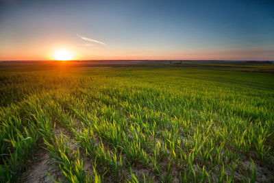 Scenic view of field against sky during sunset