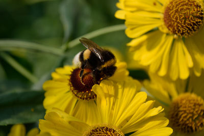 Close-up of bee pollinating on yellow flower