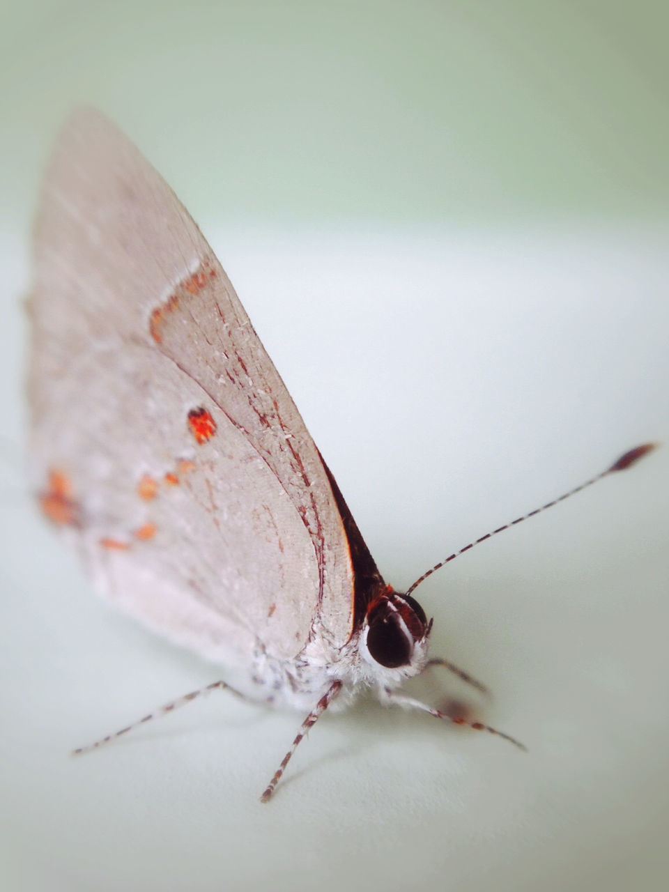 insect, animal themes, one animal, animals in the wild, wildlife, close-up, animal antenna, focus on foreground, day, no people, selective focus, animal wing, nature, wall - building feature, dead animal, outdoors, dragonfly, zoology, high angle view, full length