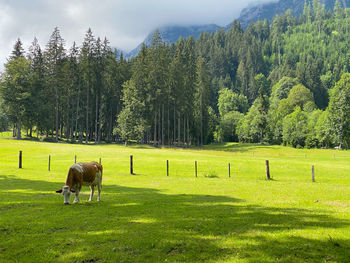 Horses grazing in a field