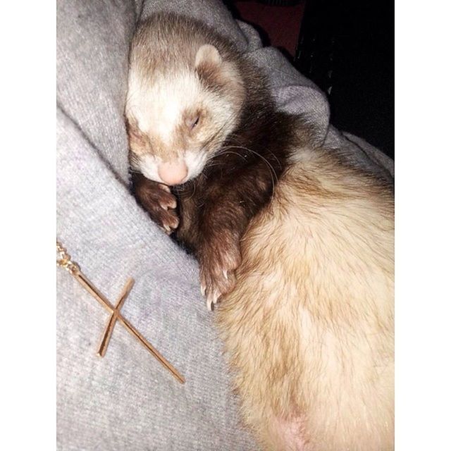 Ferretmommy