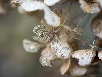 Close-up of wilted plant