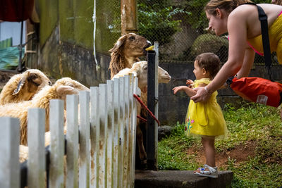 Side view of mother with daughter looking at goats