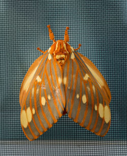 High angle view of butterfly over sea