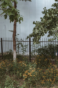 Plants and trees by fence against building
