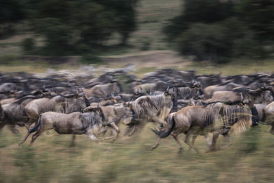 Large group of wildebeest on field