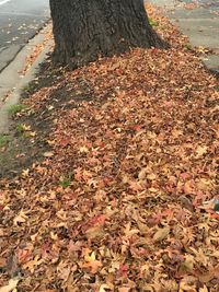 Leaves in autumn