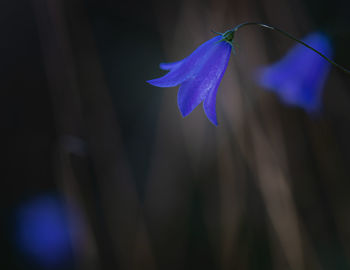 Close-up of purple flowering plant