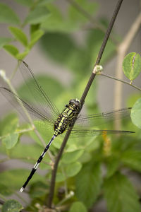 Close-up of dragonfly on plant