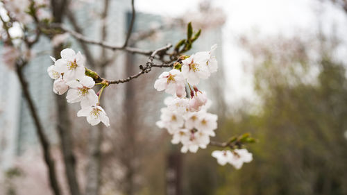 Close-up of cherry blossoms on branch