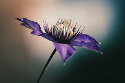 Close-up of purple flowering plant