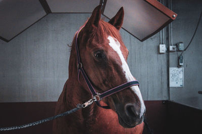 Close-up of horse standing against wall