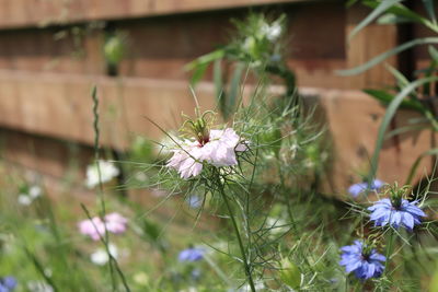 Close-up of purple flowering plant