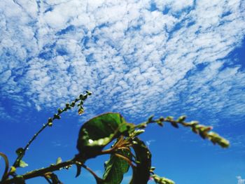 Low angle view of plant against blue sky