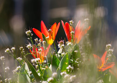 Close-up of red flowers on field