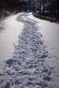 Road passing through trees