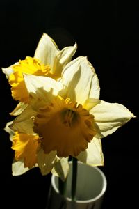 Close-up of yellow rose against black background