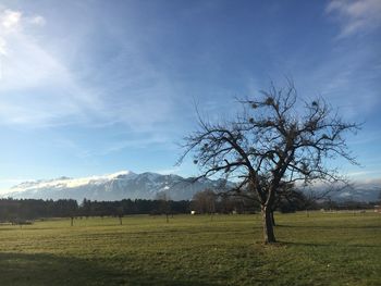 Tree on field against sky