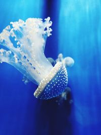 Close-up of coral underwater