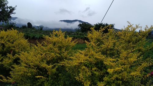 Scenic view of forest against sky