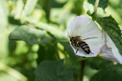 Close-up of bee on flower