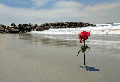 Red flower on beach against sky