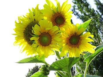 Close-up of sunflower blooming outdoors