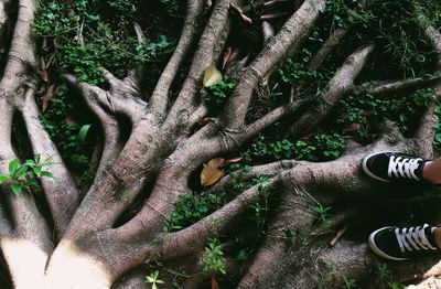 Close-up of tree