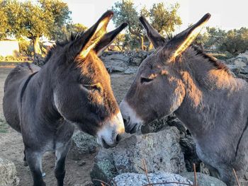 Close-up of two horses on field